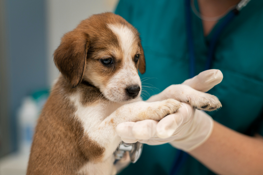 about our veterinary practice  Norton, OH